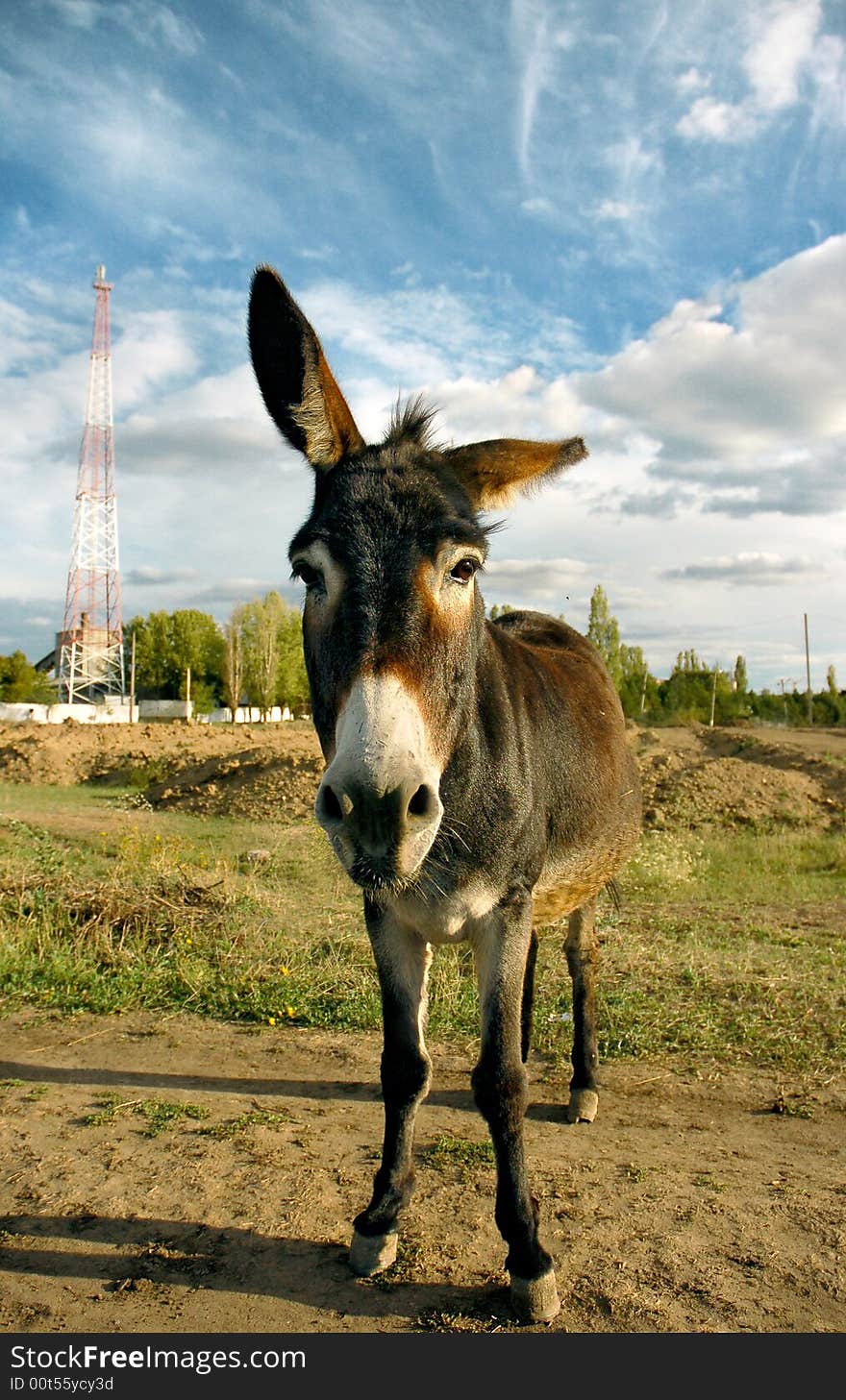 Donkey Looking At Camera, overcast Blue Sky and communication tower. Donkey Looking At Camera, overcast Blue Sky and communication tower