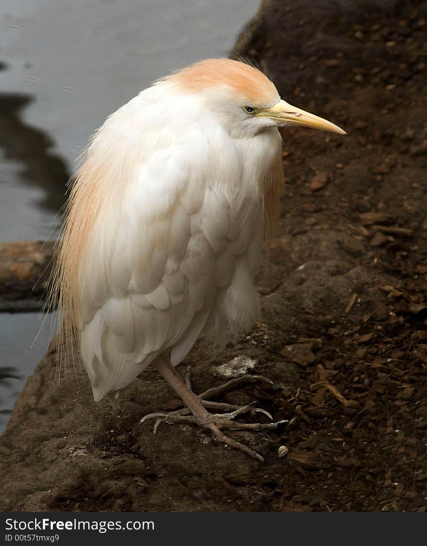 Egyptian heron, bird, water, nature,