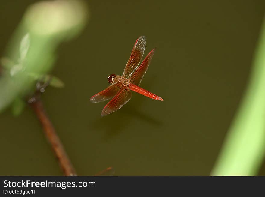 One flying dragonfly above the water just like a plane