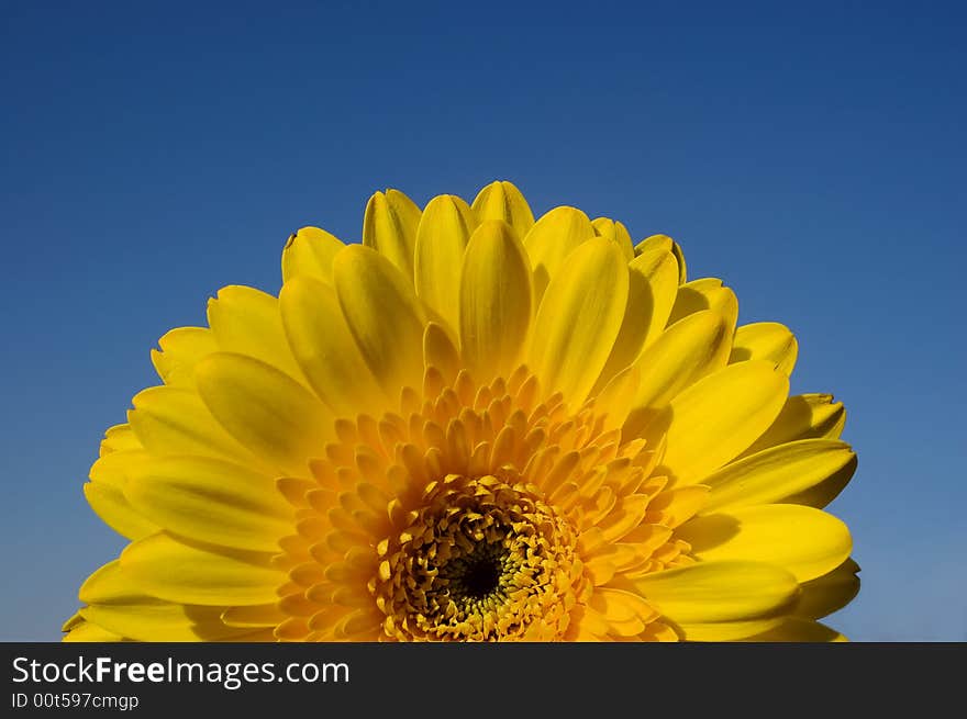 Detail of a rising beautiful yellow daisy gerber in a wonderful sunny day of spring. Space for text. Detail of a rising beautiful yellow daisy gerber in a wonderful sunny day of spring. Space for text.