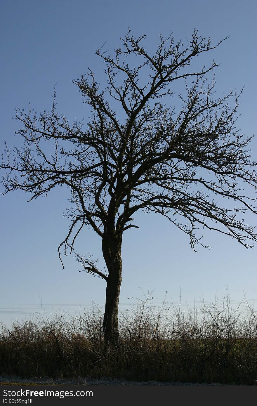 Dried tree