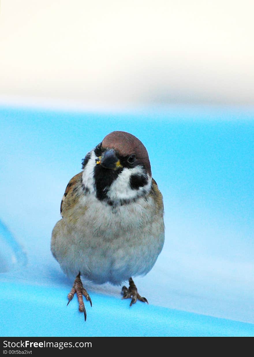 A sparrow is standing on a chair with blue background. A sparrow is standing on a chair with blue background.