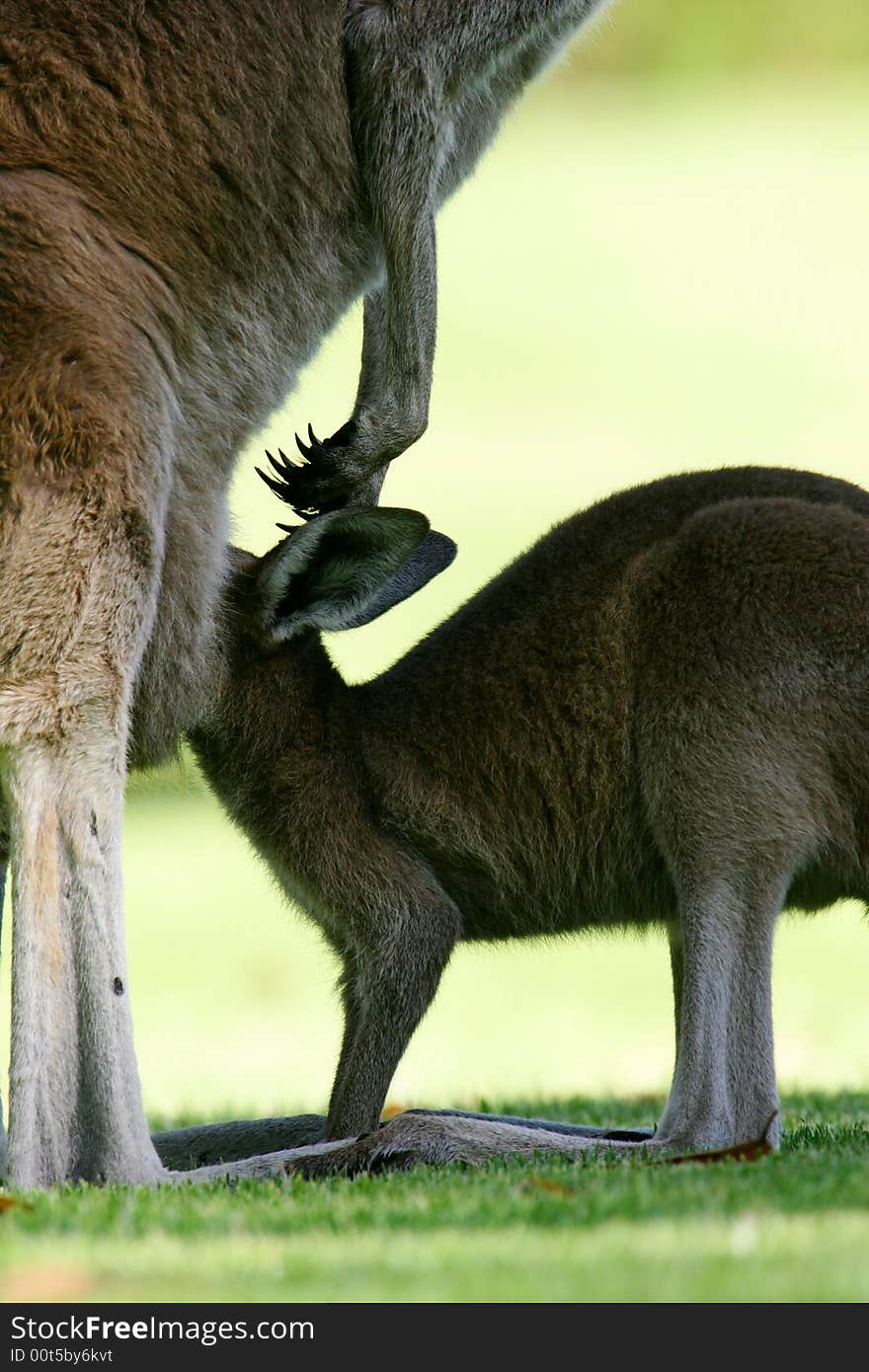 Australian Western Grey Kangaroos in the wild