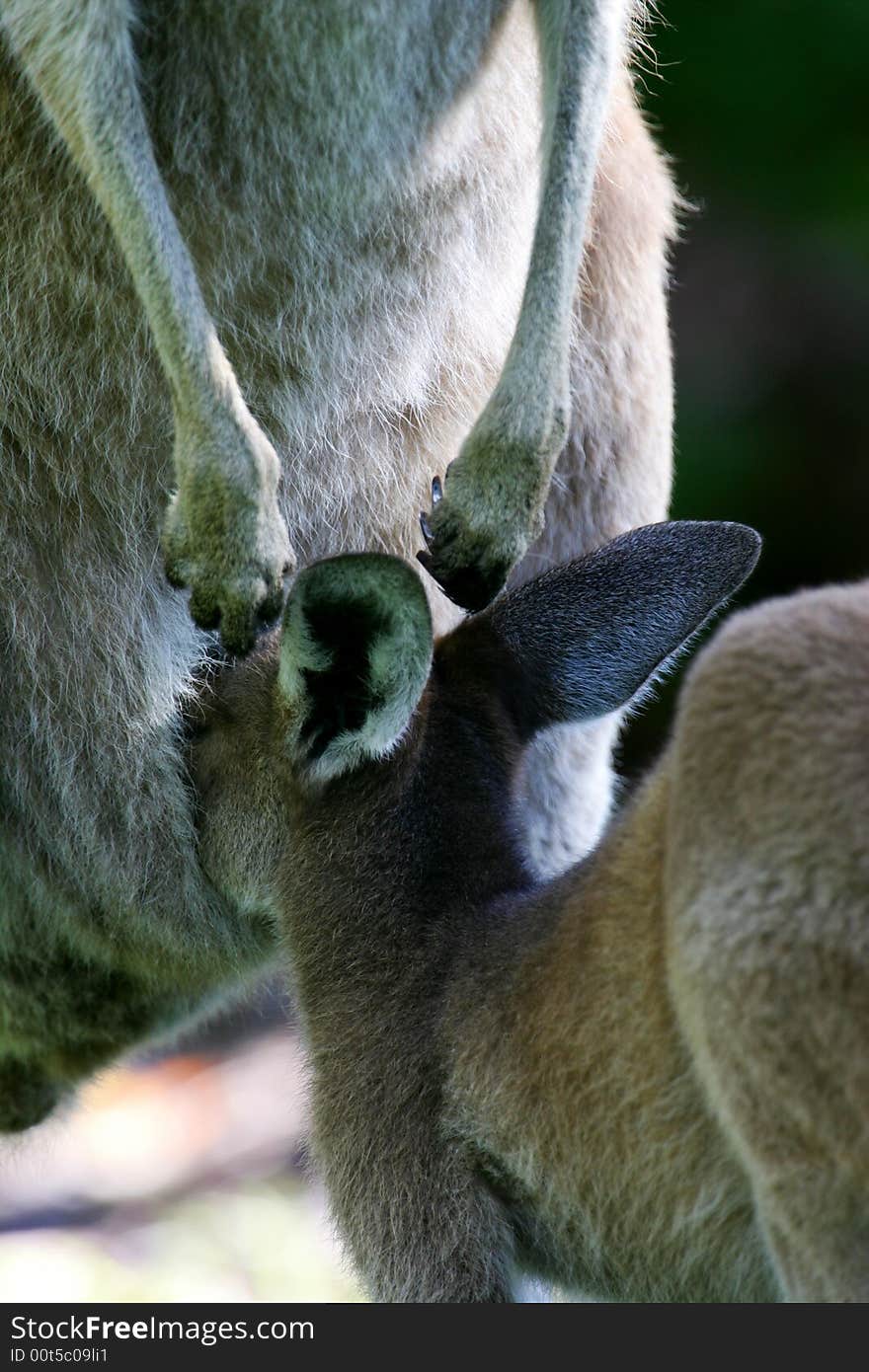 Australian Western Grey Kangaroos in the wild