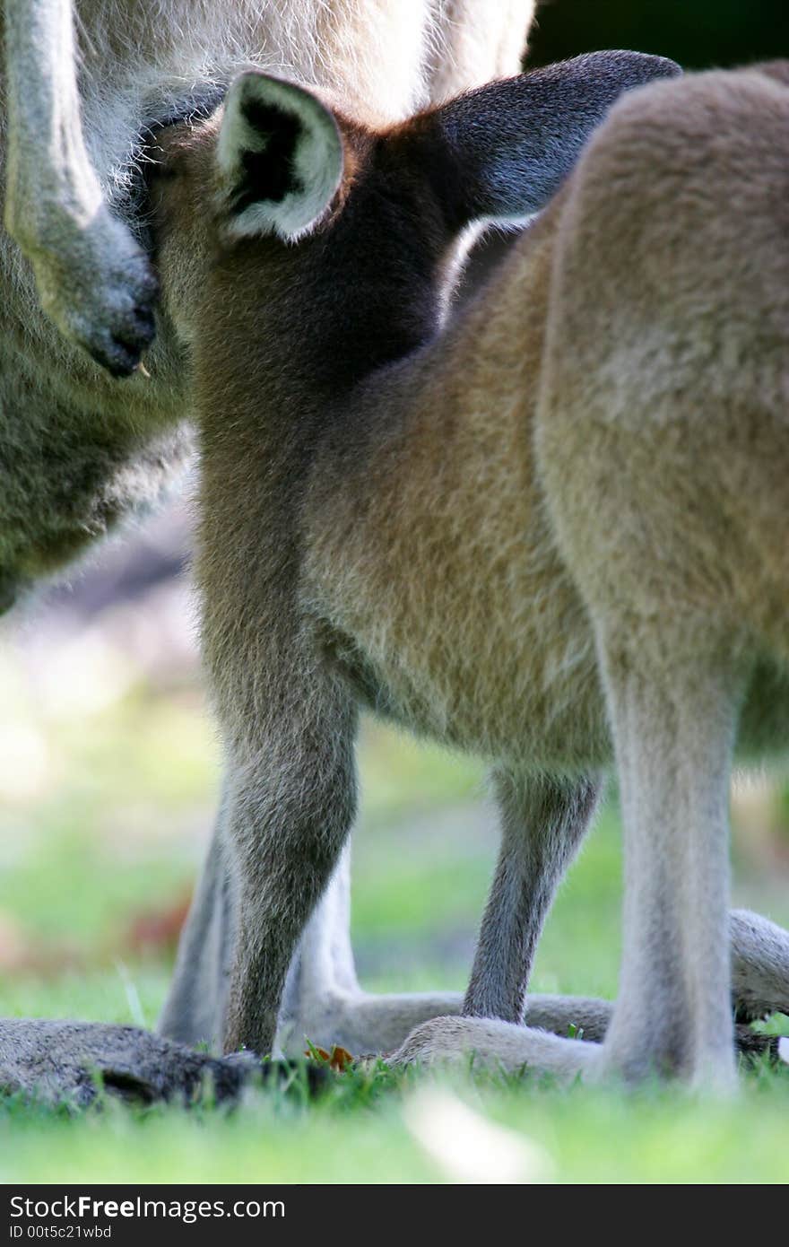 Australian Western Grey Kangaroos in the wild