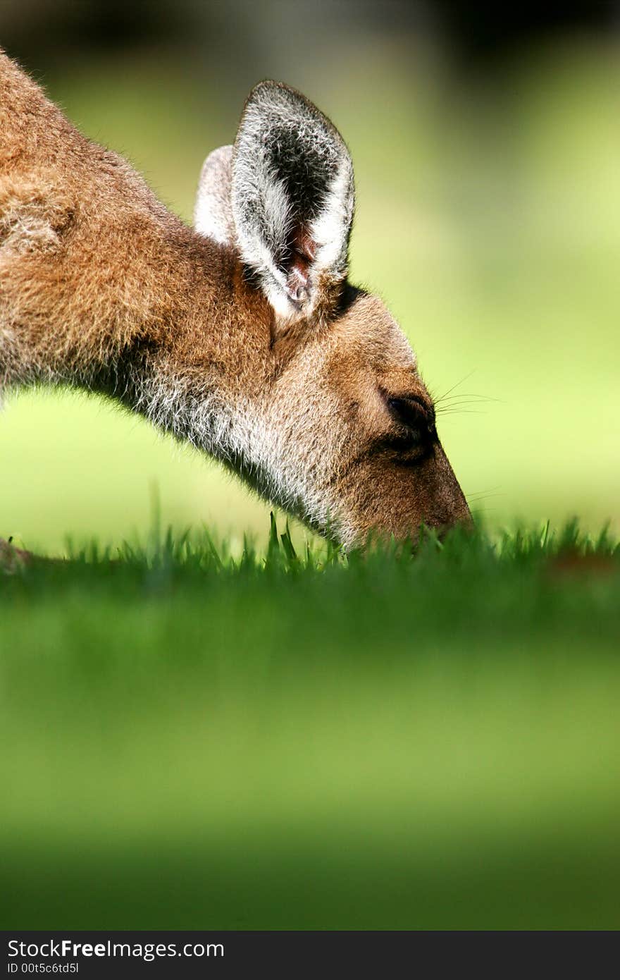 Australian Western Grey Kangaroos in the wild