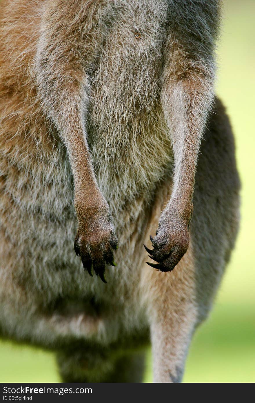 Australian Western Grey Kangaroos in the wild