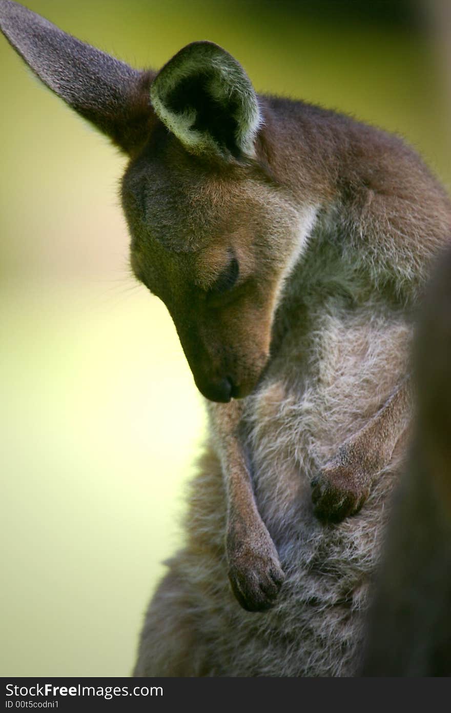 Australian Western Grey Kangaroos in the wild