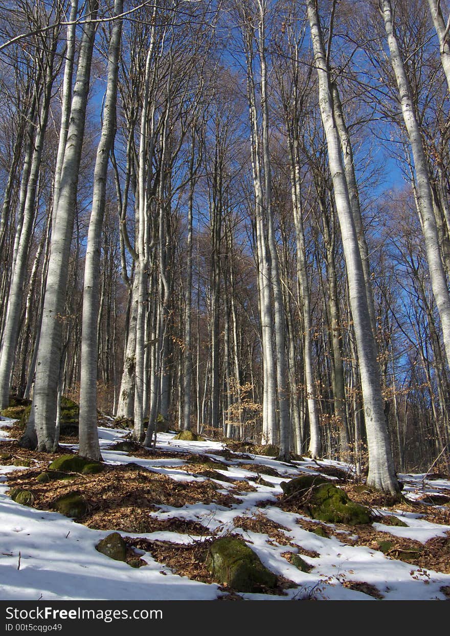 Winter landscape with snow and clear sky. Winter landscape with snow and clear sky