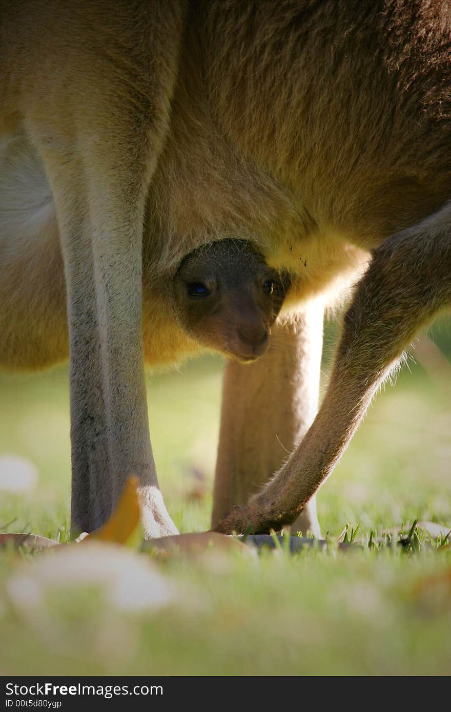 Australian Western Grey Kangaroos in the wild