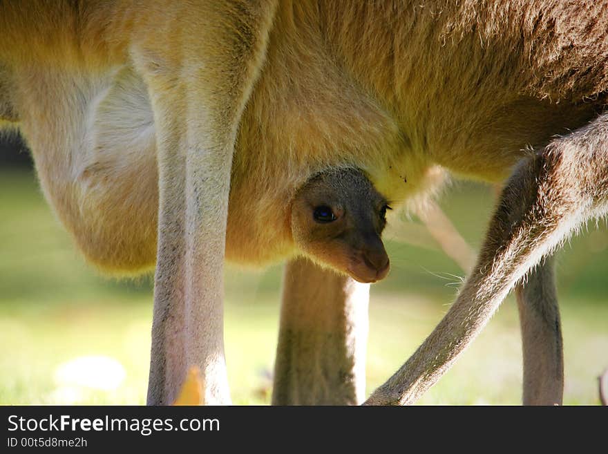 Australian Western Grey Kangaroos in the wild