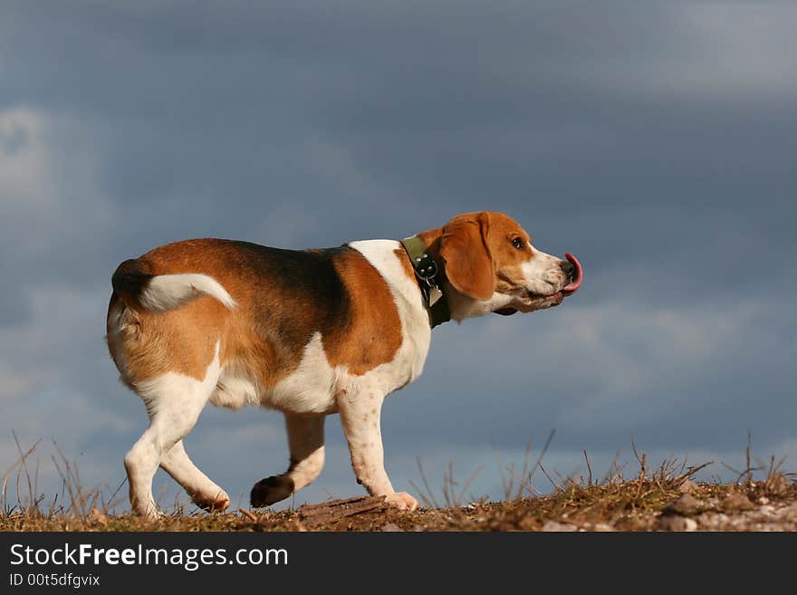 Dog beagle moving on meadow. Dog beagle moving on meadow