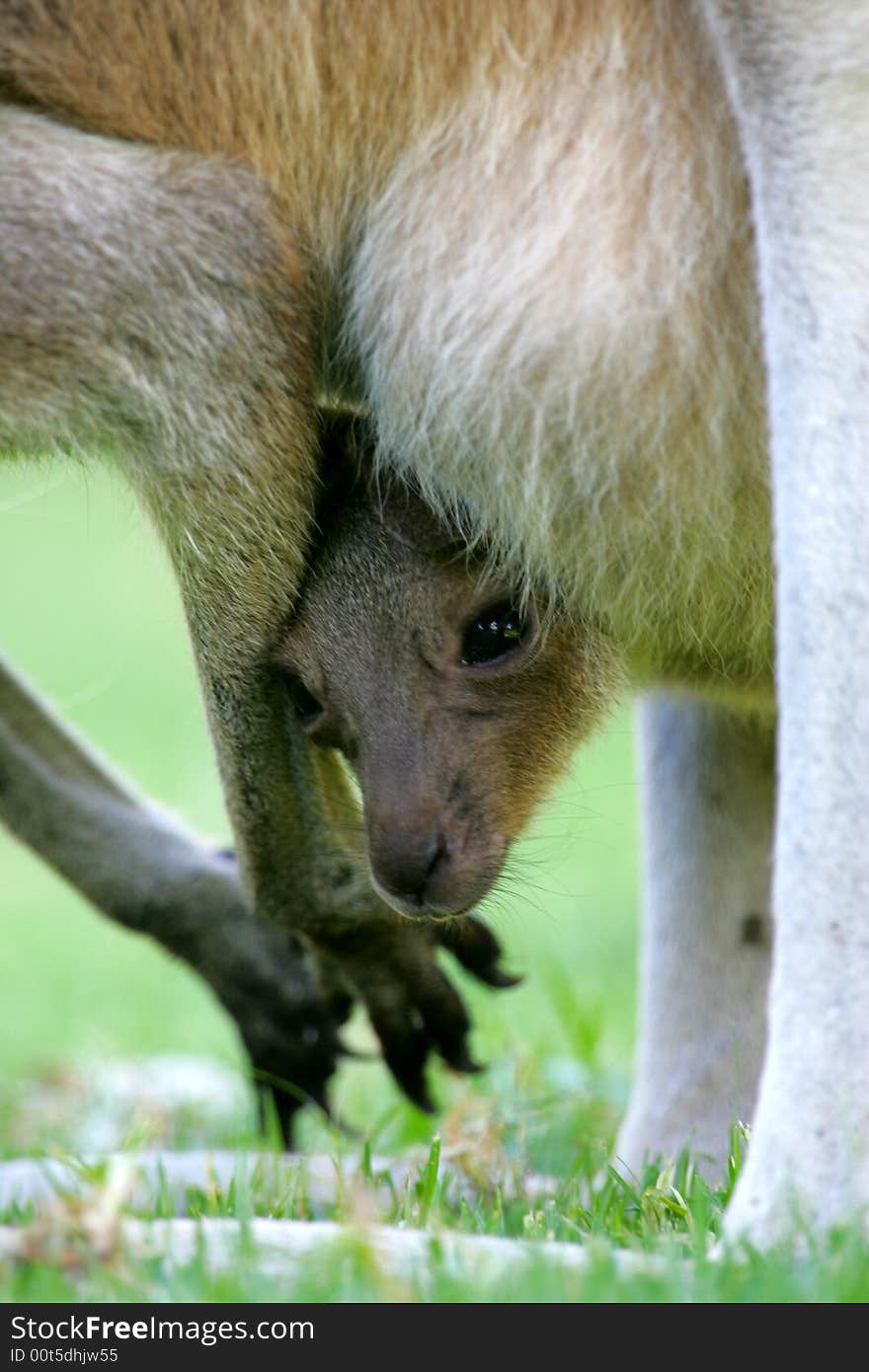 Western Grey Kangaroo