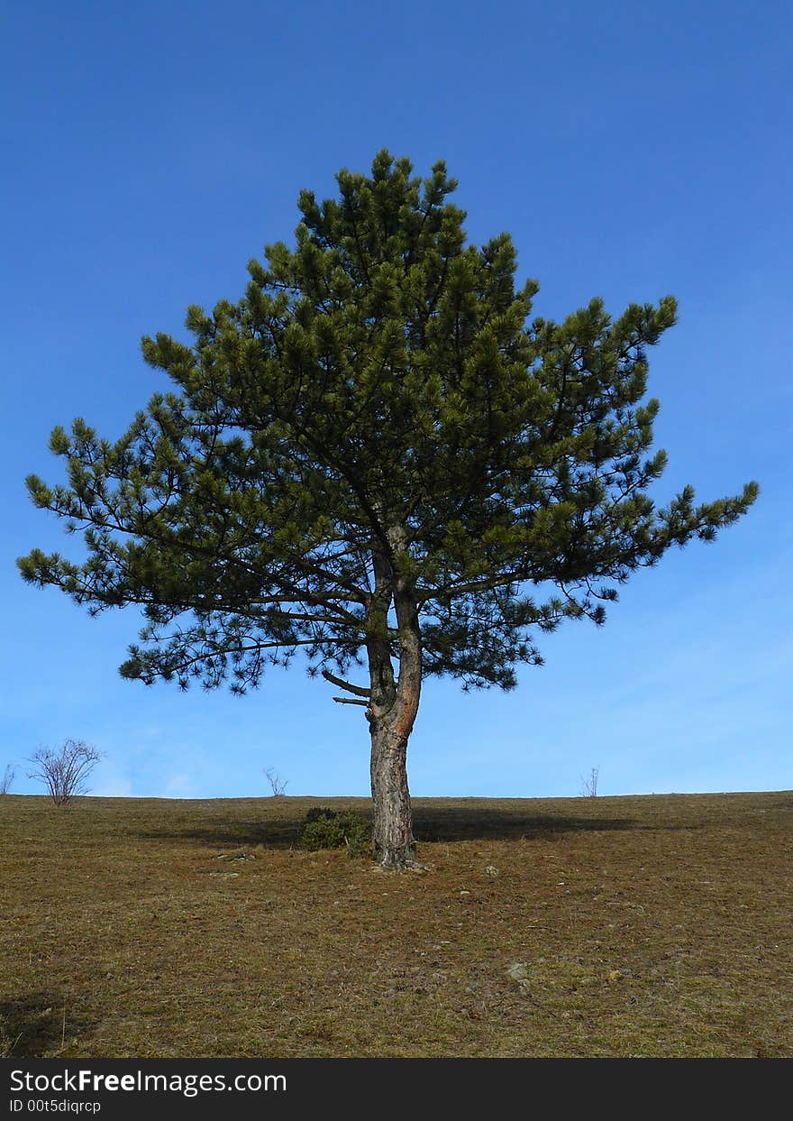 Single tree with clear sky