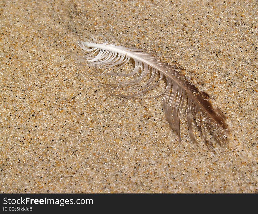 Wet Gull Feather on Beach