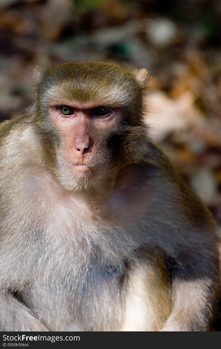 Wild monkey which lives in Xichang China