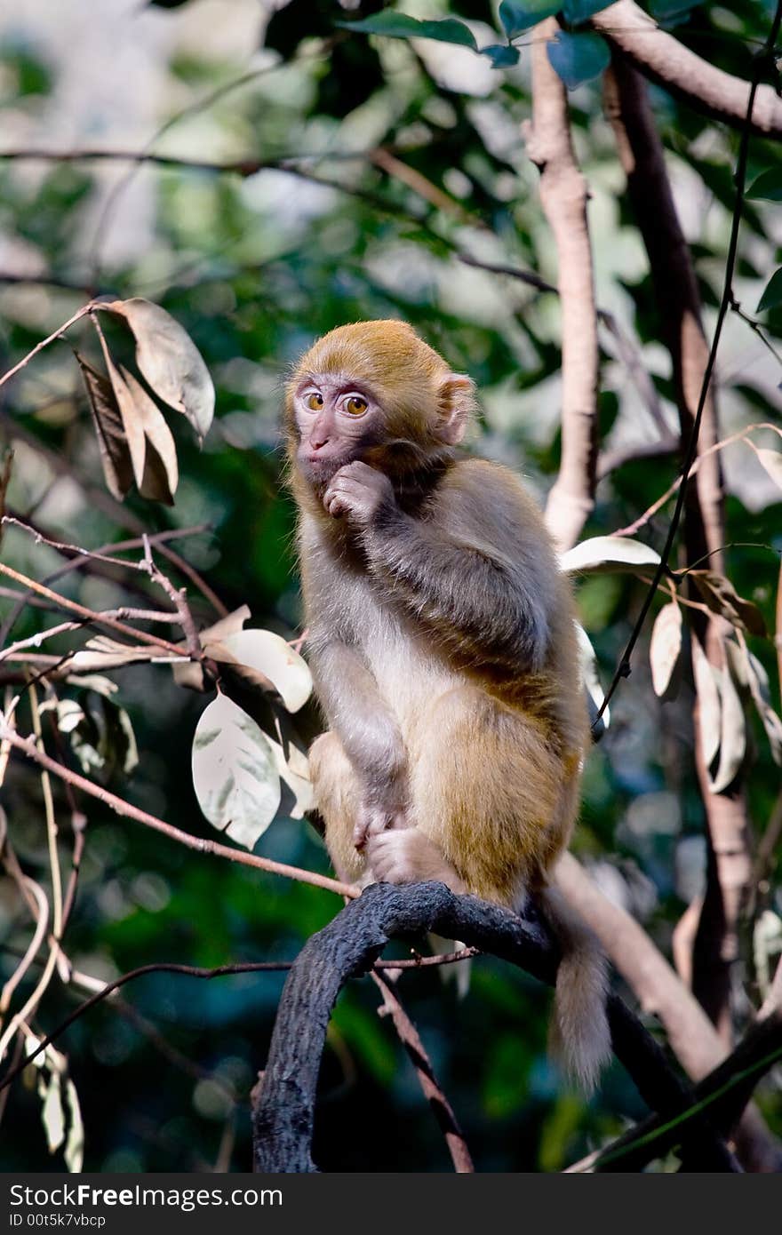 Wild monkey which lives in Xichang China