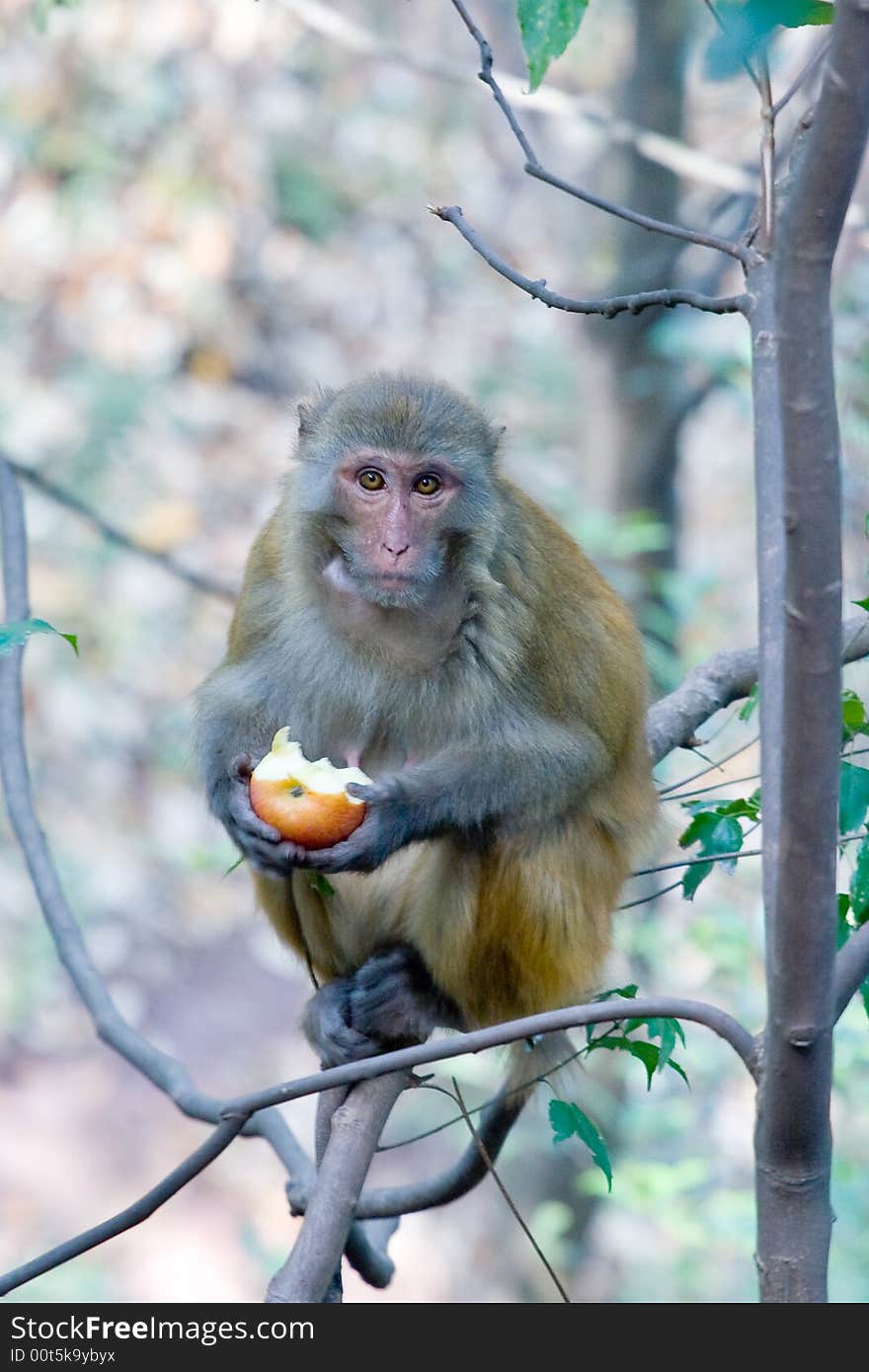 Wild monkey which lives in Xichang China