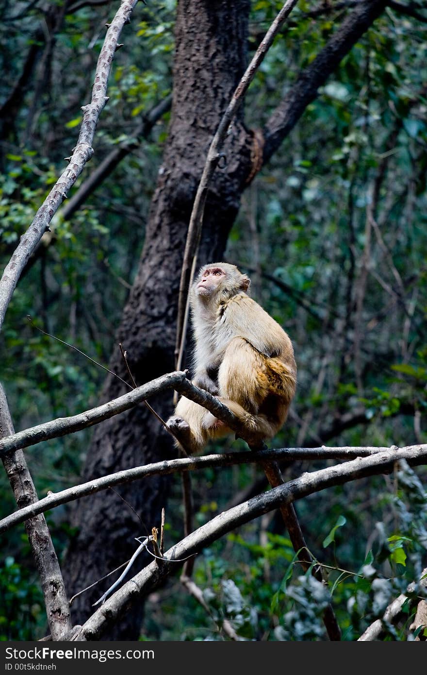 Wild monkey which lives in Xichang China