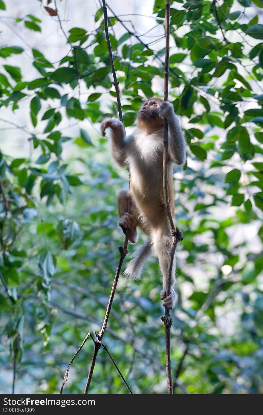 Wild monkey which lives in Xichang China