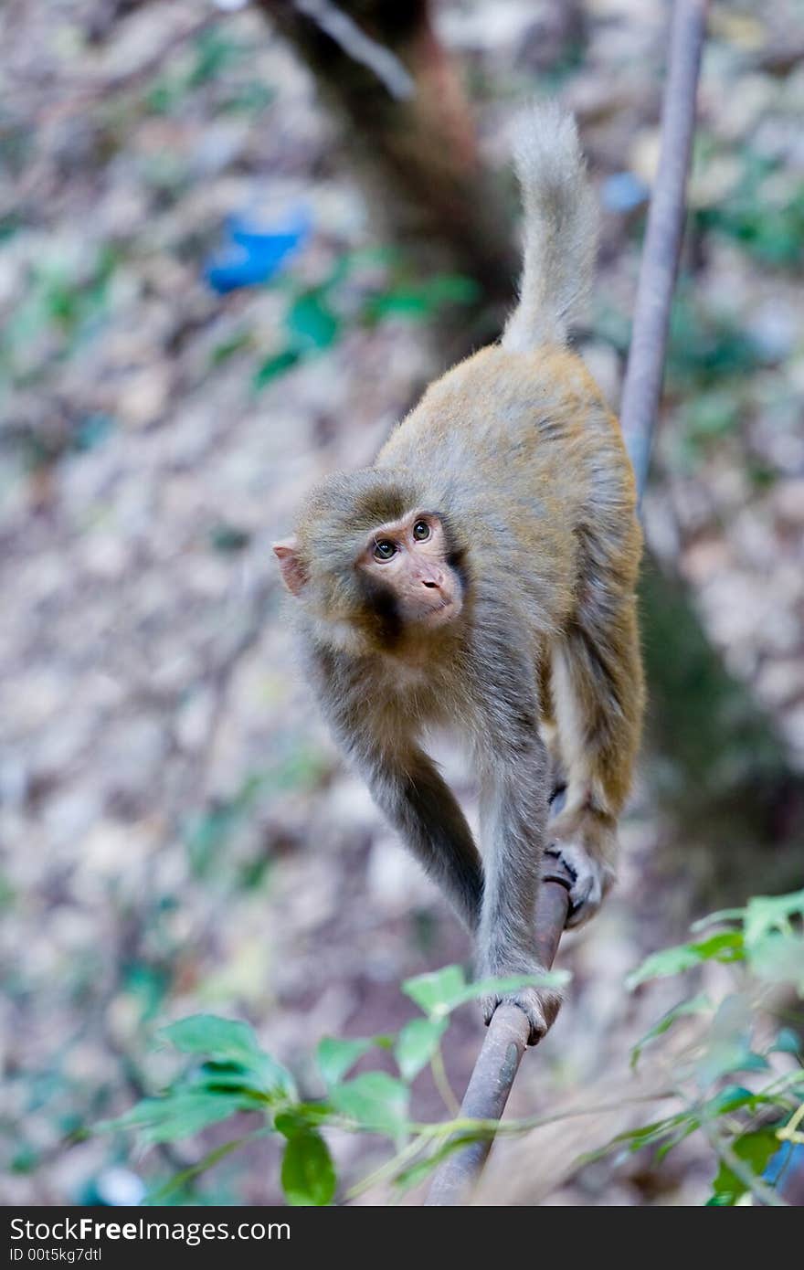 Wild monkey which lives in Xichang China