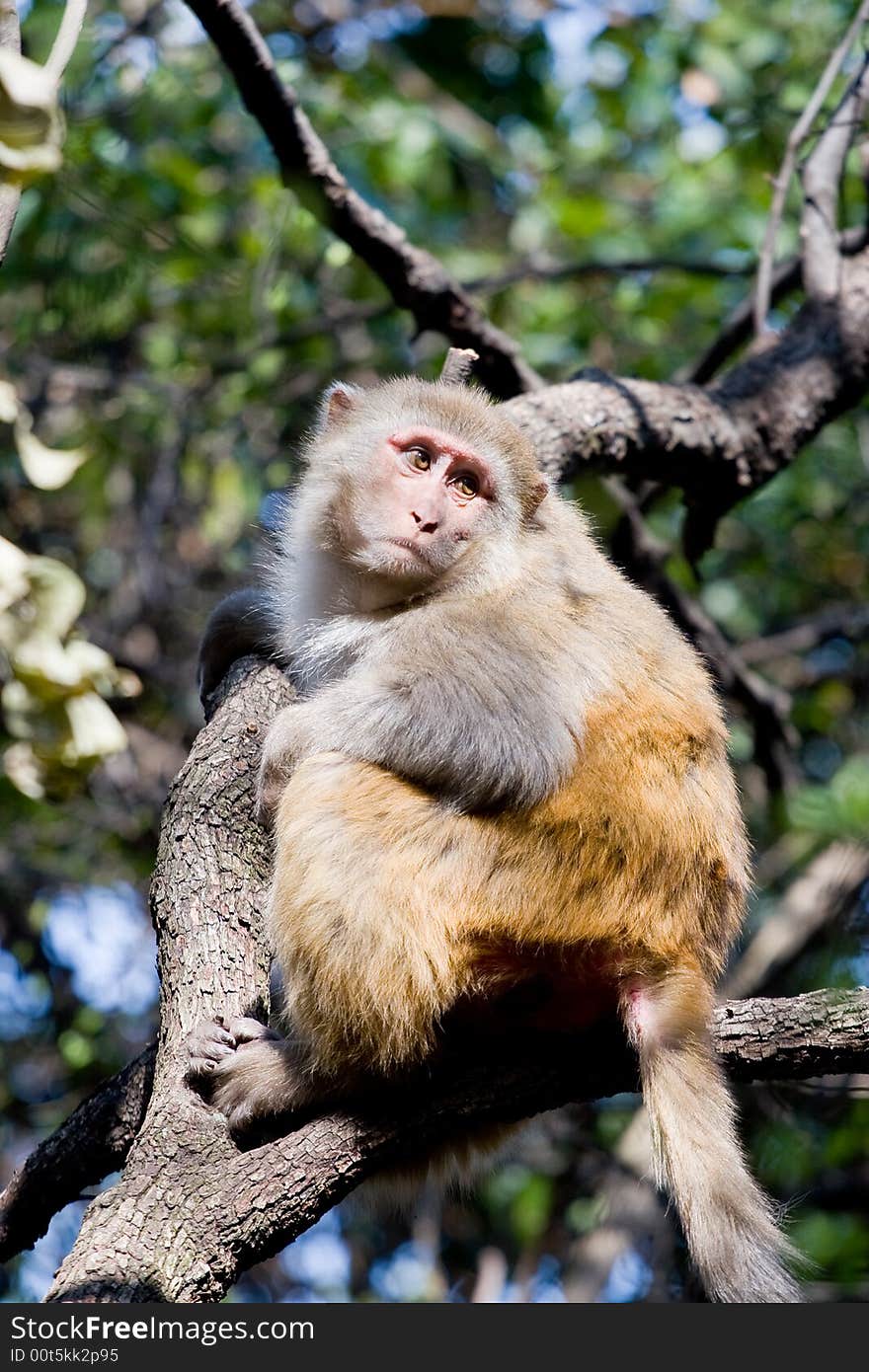 Wild monkey which lives in Xichang China