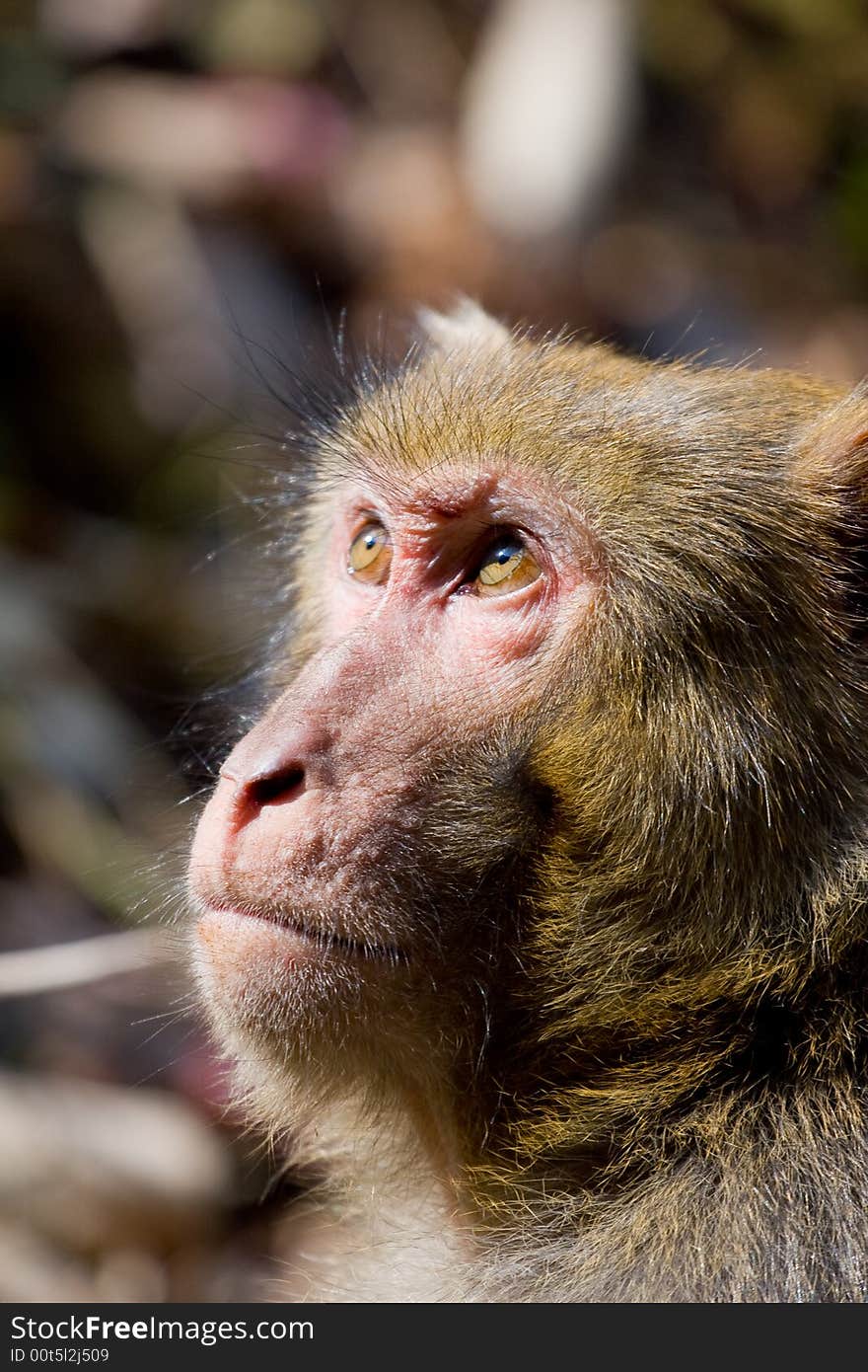 Wild monkey which lives in Xichang China