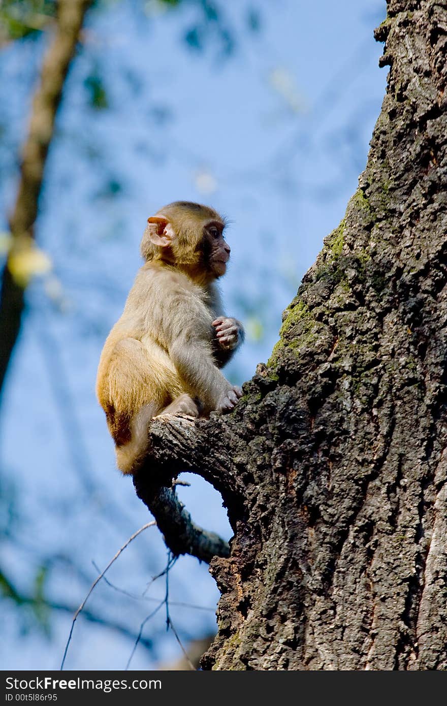 Wild monkey which lives in Xichang China