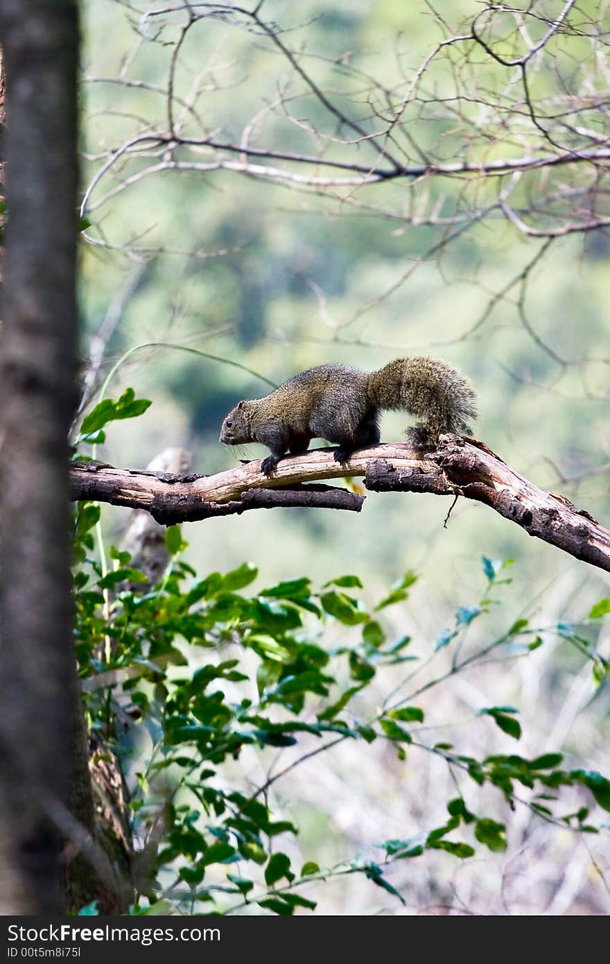 Wild squirrel which lives in Xichang China