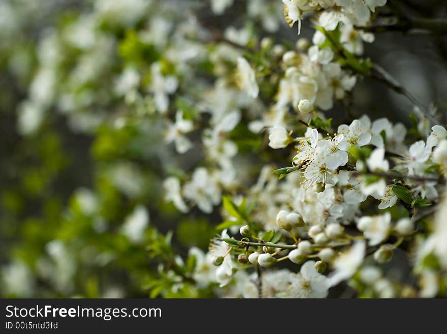 Plum Blossom