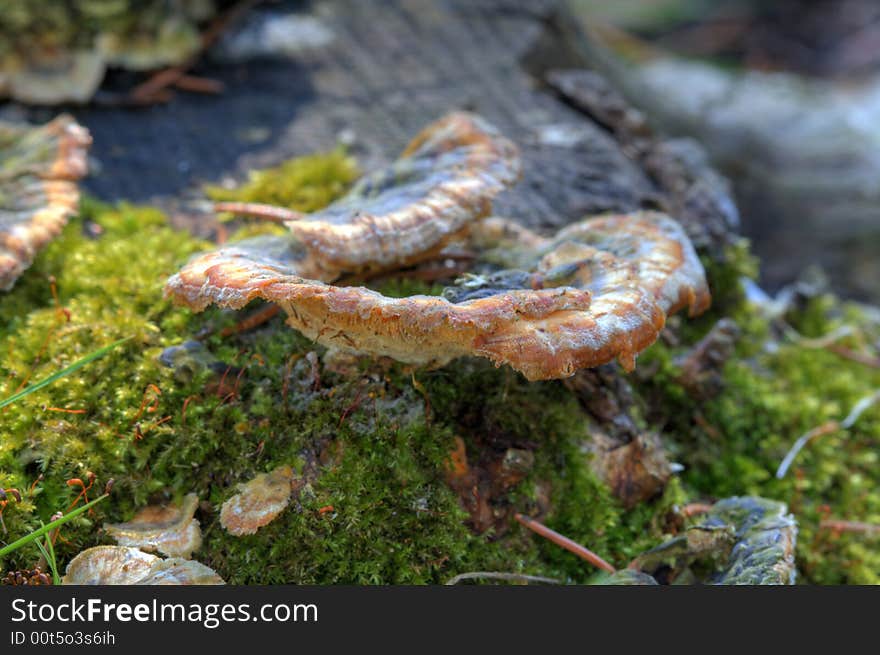 Fungus on a mossy tree stump