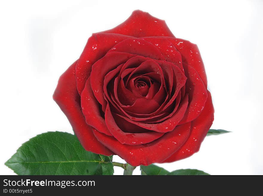 Beautiful red rose, isolated