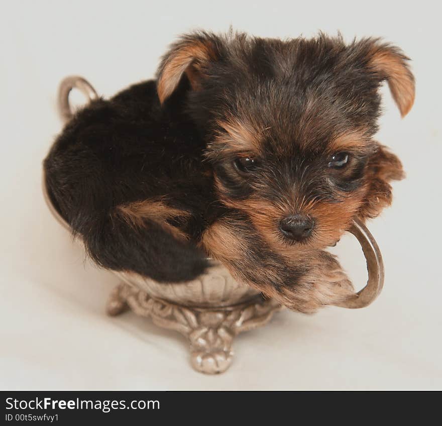 Yorkshire Puppy Laying