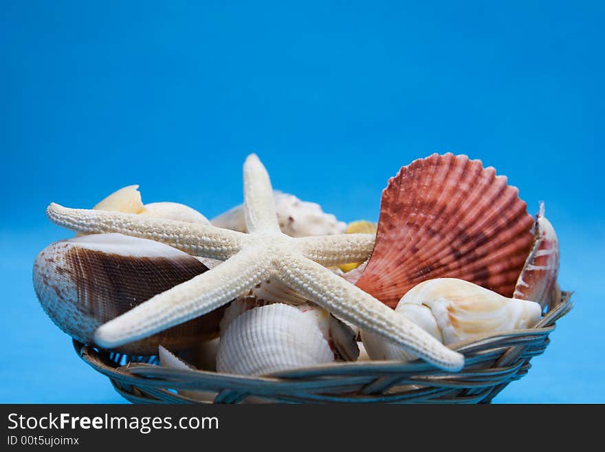 Set of a sea shells and starfish on blue background