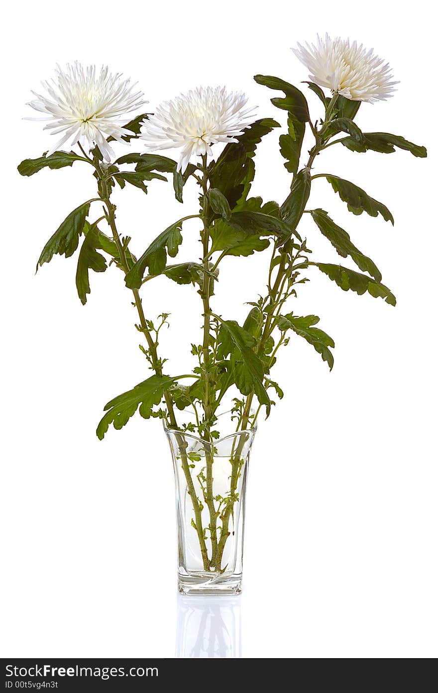 White chrysanthemum in glass vase isolated on white background