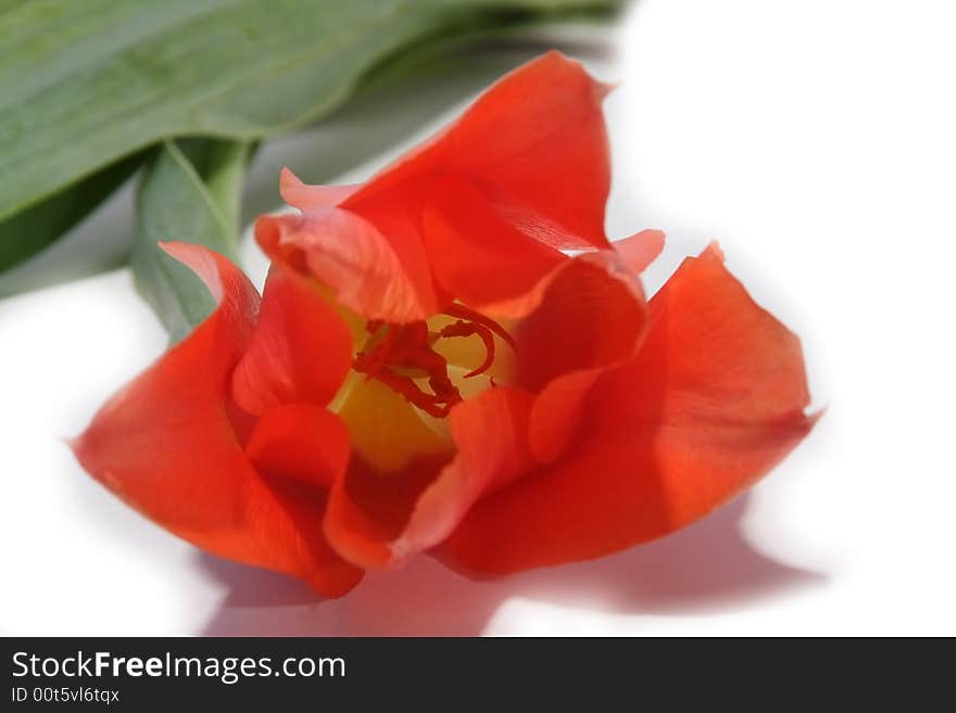 Beautiful red rose, isolated nature object