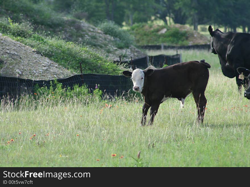 Calf caught playing in a field. Calf caught playing in a field