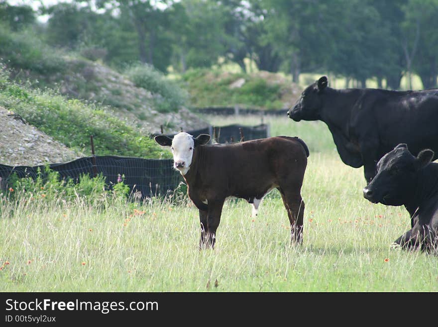 Calf in field