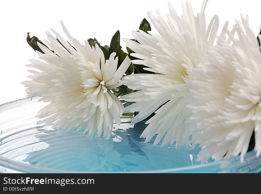 White chrysanthemum  over glass vase with blue water