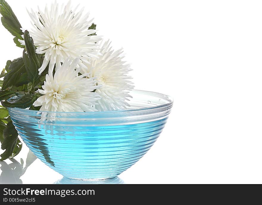 White chrysanthemum  over glass vase with blue water