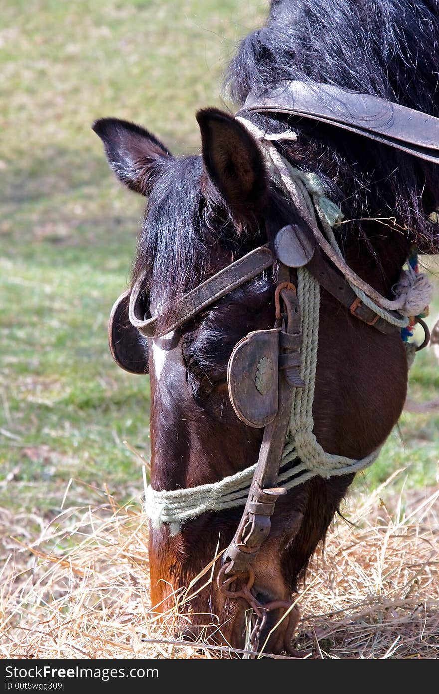 A single horse head eating a straw on the sunny day macro