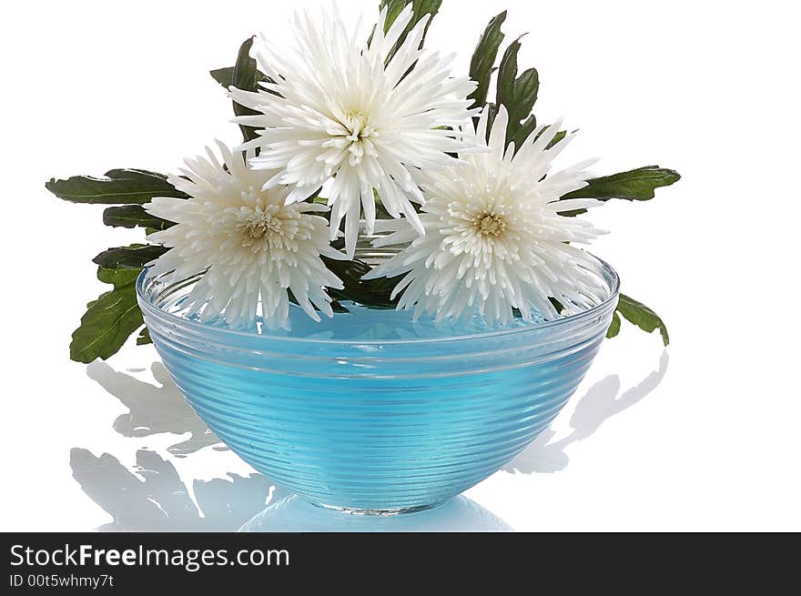 White chrysanthemum  over glass vase with blue water