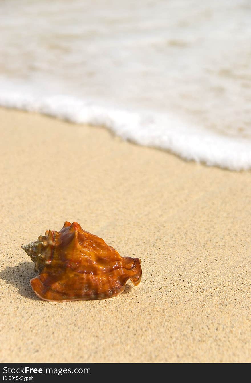 Photo of a seashell with blurred background.