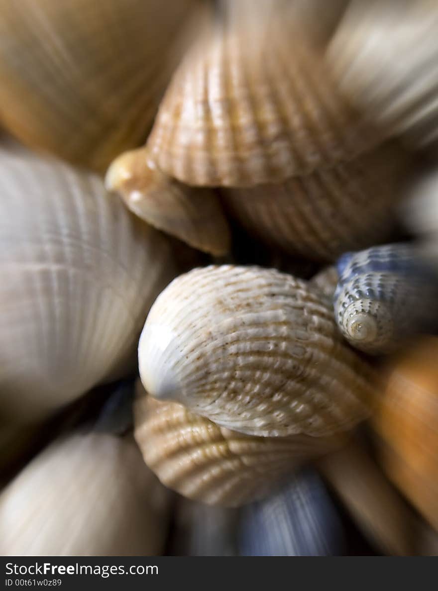 Cockleshells background