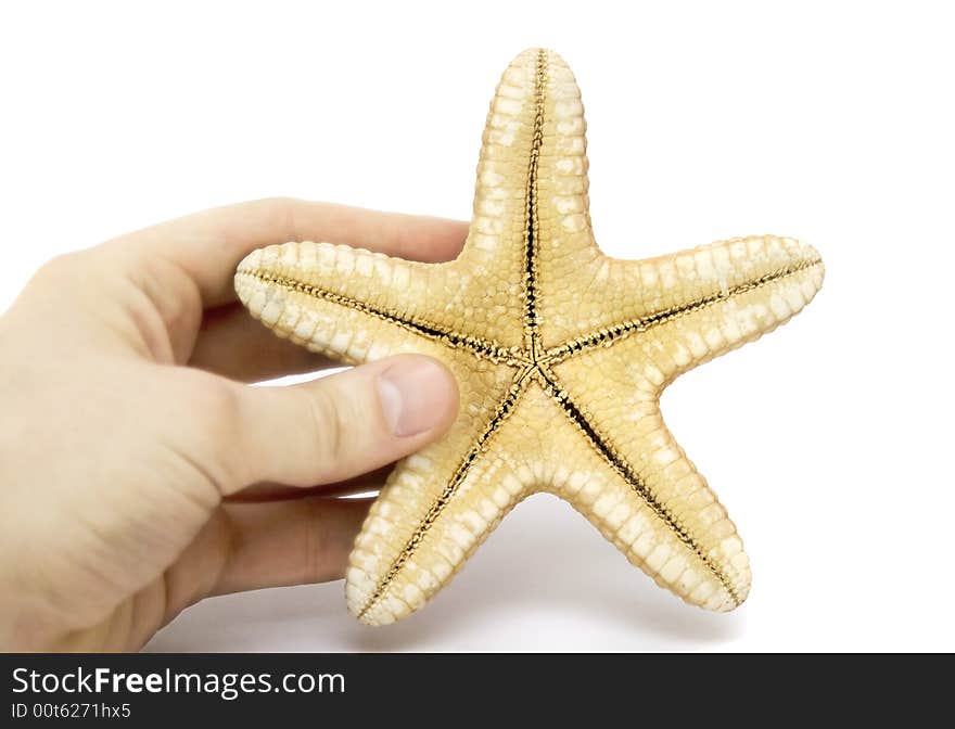 Great sea star and human hand