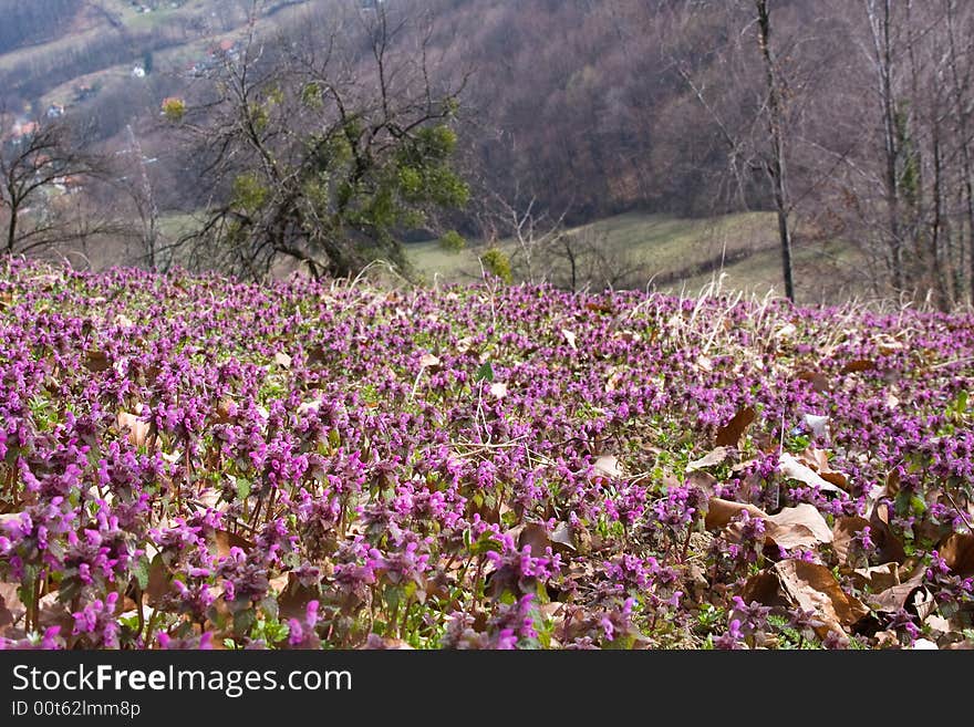 Purple Flowers Field