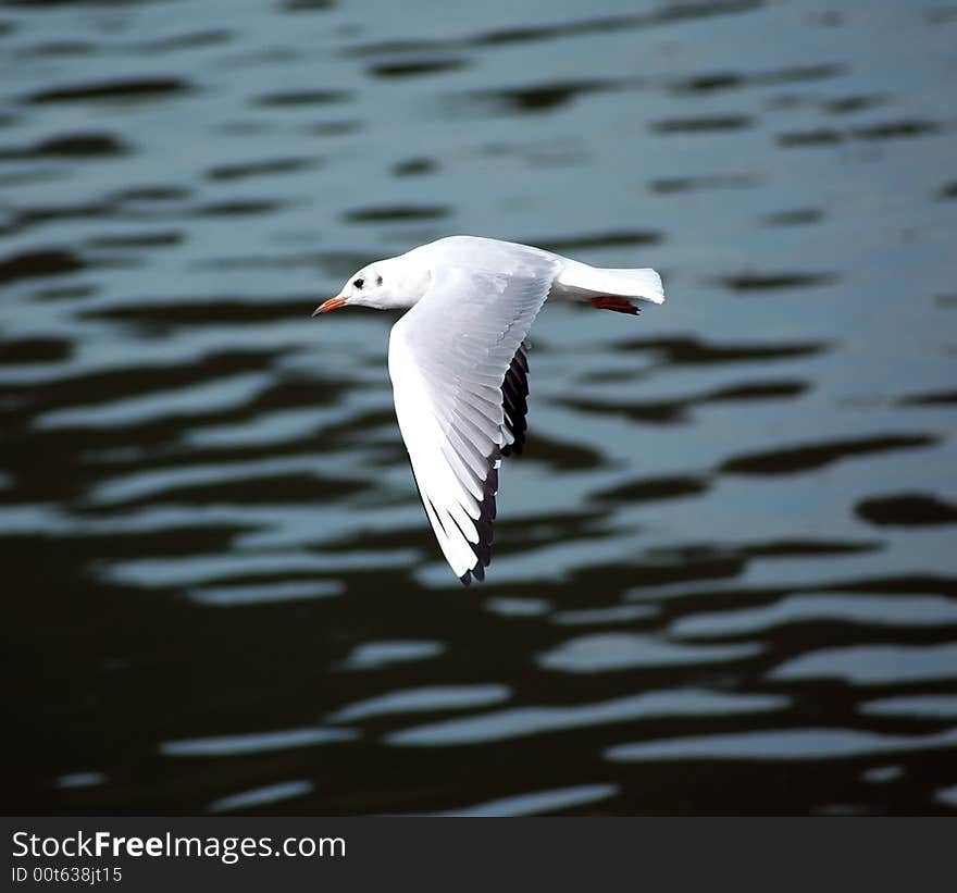 River Gull