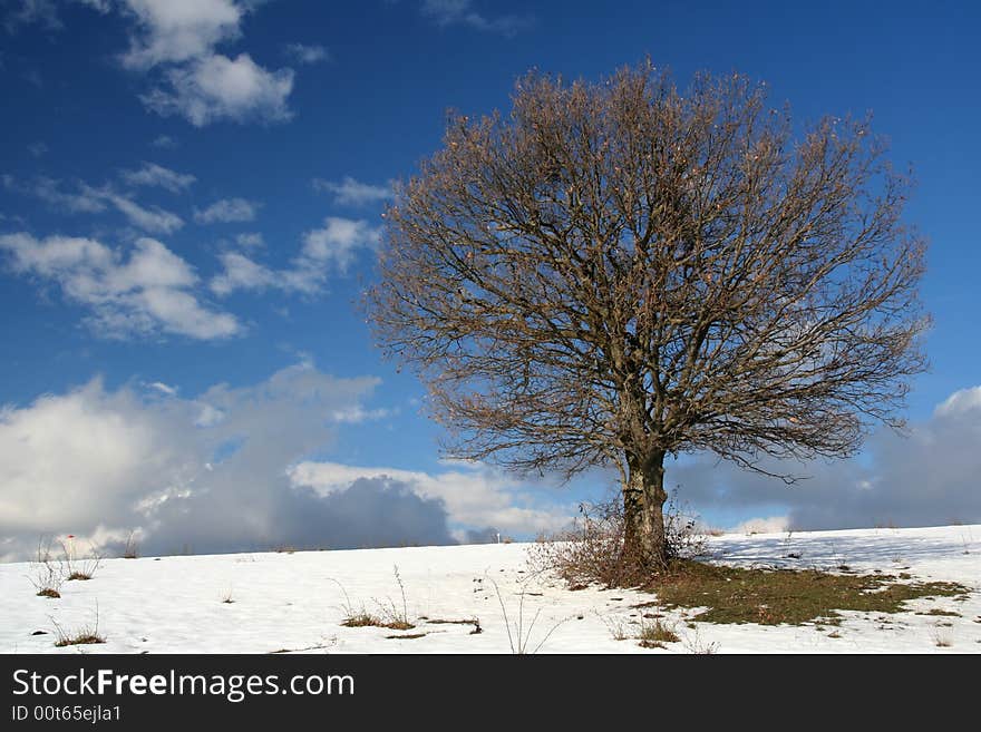 A Tree In Winter