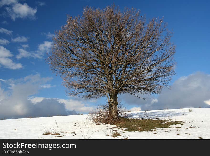 Image of a tree in field during winter. Image of a tree in field during winter