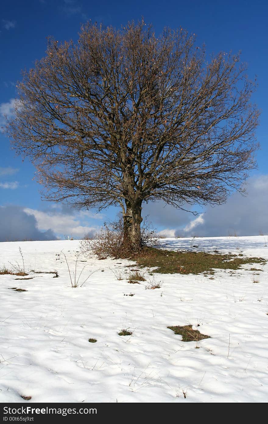 A tree in winter season